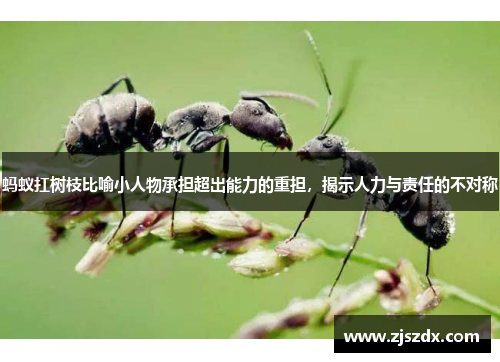 蚂蚁扛树枝比喻小人物承担超出能力的重担,揭示人力与责任的不对称 蚂蚁扛树枝比喻小人物承担超出能力的重担,揭示人力与责任的不对称
